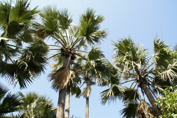 palm-tree-239855_1920-600x400.jpg