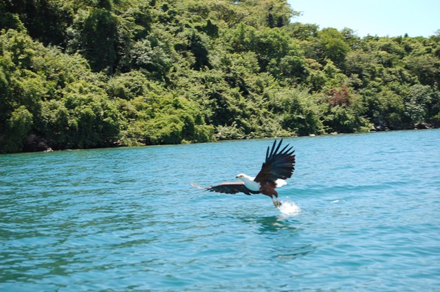 Lake_Malawi_fish_eagle.jpg